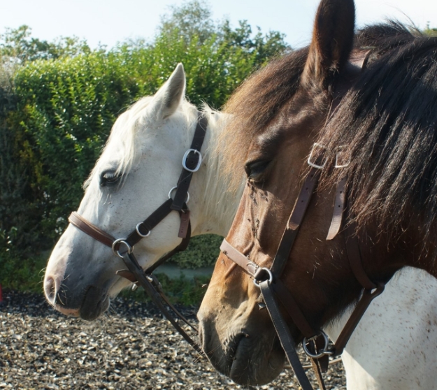 LES CHEVAUX DU COAT CENTRE EQUESTRE PLOURIVO LES CHEVAUX DU COAT 1