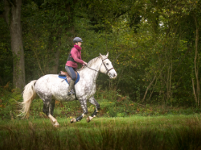 LES CHEVAUX DU COAT Centre Equestre Plourivo Connaissance Technique