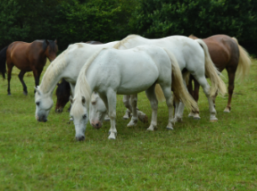 LES CHEVAUX DU COAT Centre Equestre Plourivo Le Bien Etre Des Chevaux LES CHEVAUX DU COAT Centre Equestre Plourivo Le Bien Etre Des Chevaux