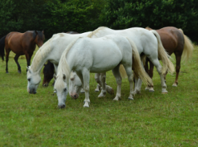 LES CHEVAUX DU COAT Centre Equestre Plourivo Le Bien Etre Des Chevaux