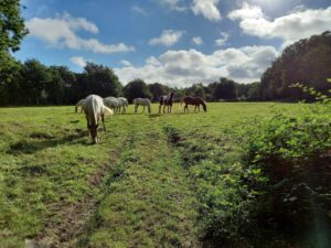 Les Chevaux Du Coat Centre Equestre Plourivo Essai Les Chevaux Du Coat Centre Equestre Plourivo Essai