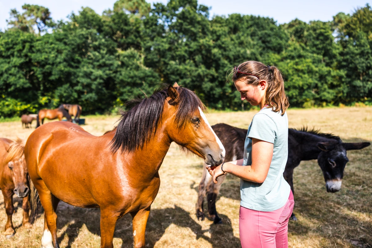 Les Chevaux Du Coat Centre Equestre Plourivo 2 72650050 Les Chevaux Du Coat Centre Equestre Plourivo 2 72650050